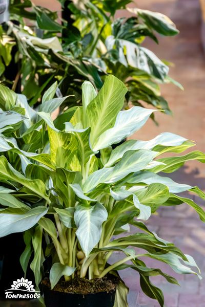 Aglaonema Aqua Green, belle plante d'intérieur aux feuilles vertes luxuriantes pour jardin urbain.